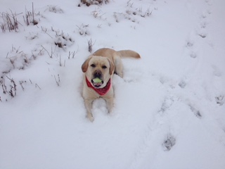 Buddy relaxing at Woodhaven Farm